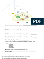 Light Dependent Reactions Worksheet PDF