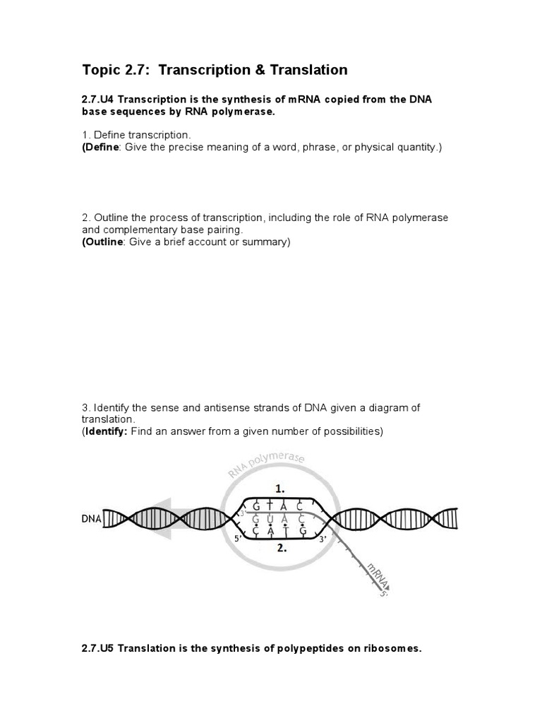 Transcription and Translation Overview | PDF | Translation (Biology ...