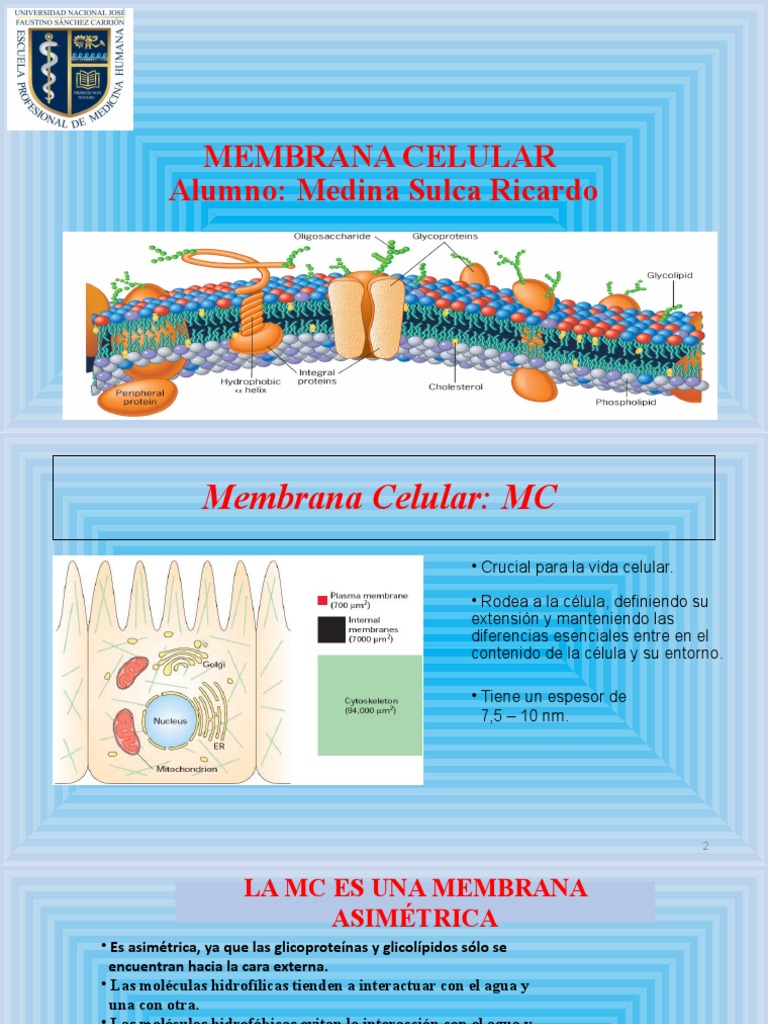 Estructura y Función de la Membrana Celular | PDF | Membrana celular ...
