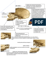 1.2. Resumen Huesos de Cráneo y Cara Parte 2