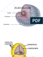 Nucleo Celular 2022