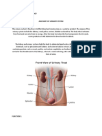 Anatomy and Physiology of Urinary and Perianal Abcess