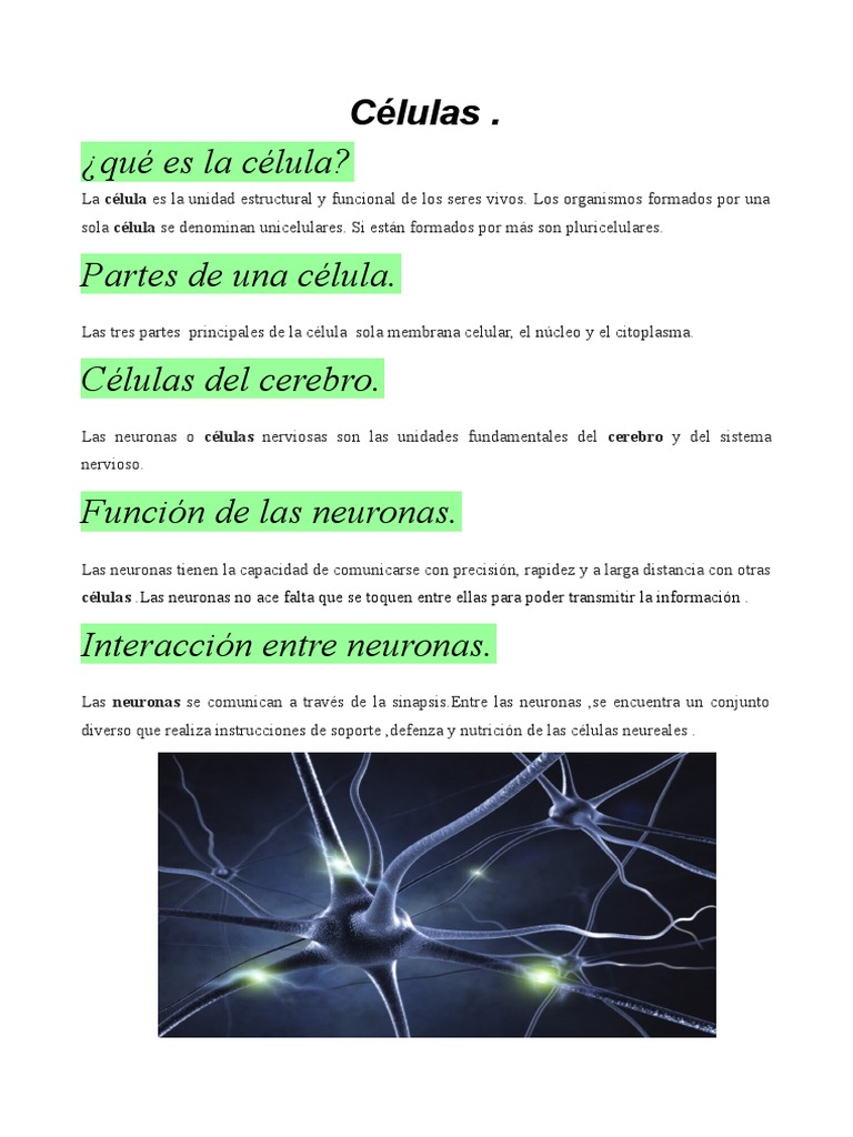 Función y tipos de neuronas en el cerebro | PDF
