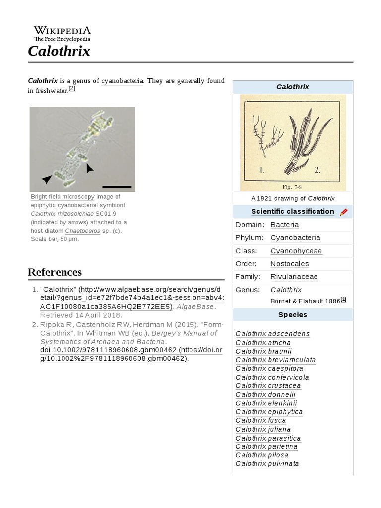 Calothrix | PDF | Cyanobacteria | Biological Classification