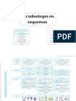 Esquemas Microbiología 1 Ev.