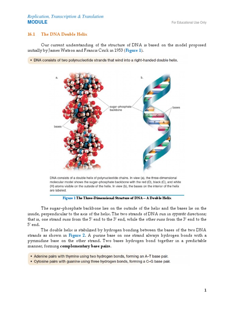 2 Nucleic Acid Replication, Transcription & Translation Module