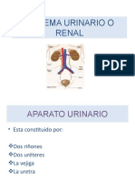 Sistema Urinario o Renal Morfo I