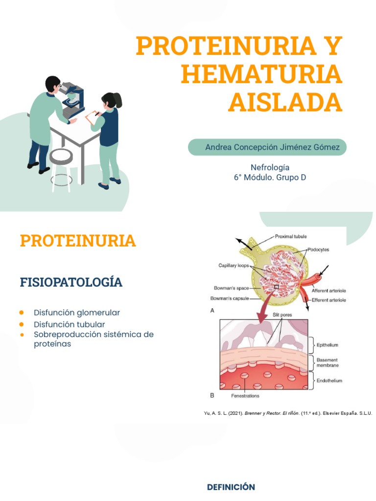 Expo Proteinuria y Hematuria Aislada PDF Órgano (anatomía