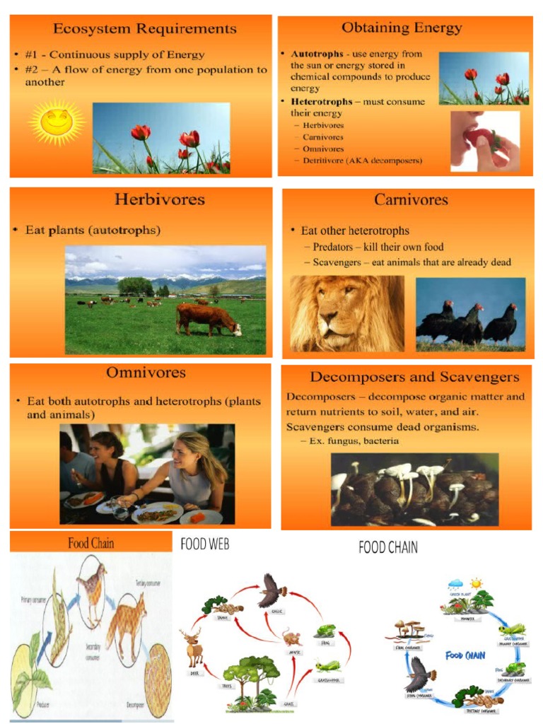 Ecosystem | PDF