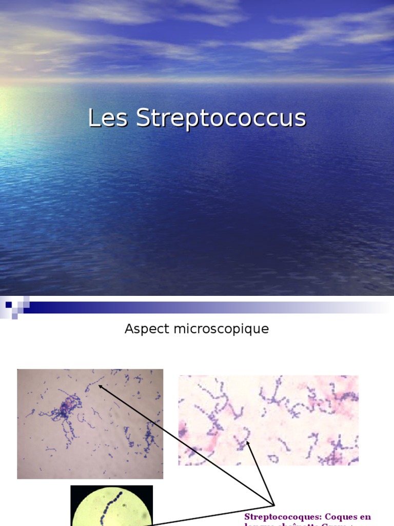 Identification des Streptococcus Gram+ | PDF | Streptocoque | Bactéries ...