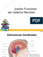 Organización Funcional Del Sistema Nervioso