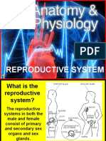 178 Anatomy Reproductive System