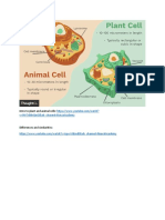 Plants Vs Animal Cells