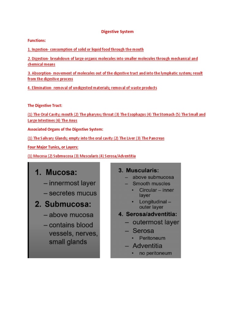 Digestive System Overview Guide | PDF | Stomach | Human Digestive System