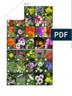 Desarrollo de Flores