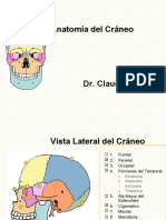 Diapositivas Huesos Craneo General, Frontal