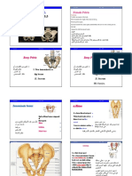 Lecture 6 - Female Pelvis