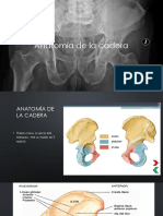 Anatomia cadera (1)