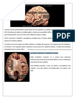 Gfeneralidades Anatomicas Del Cerebro Humano
