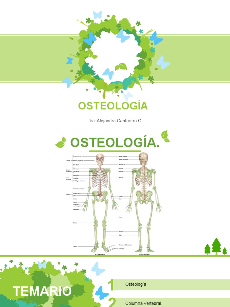 Anatomía de la Columna Vertebral | PDF | Vértebra | La columna vertebral