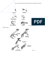 D1.Anexo Picos Patas Colas Aves