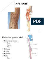 Miembro Inferior I