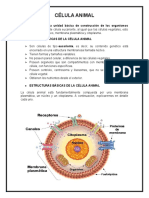 Célula Animal