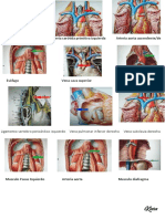 Anatomia Practica Primer Pacial