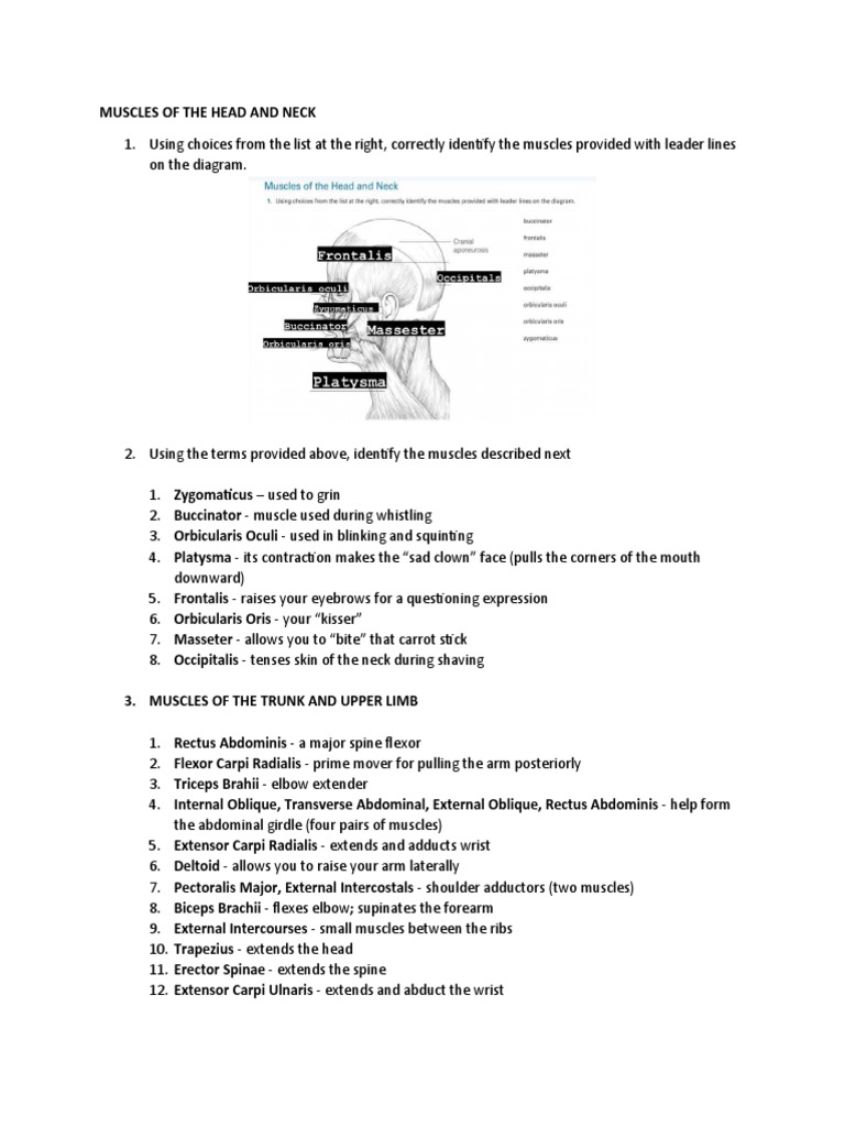 Review Sheet 12 Gross Anatomy Of The Muscular System 11.6 Muscles Of