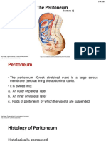 Peritoneum 1