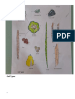 Taborada - Illustration 2 - Plant Cell