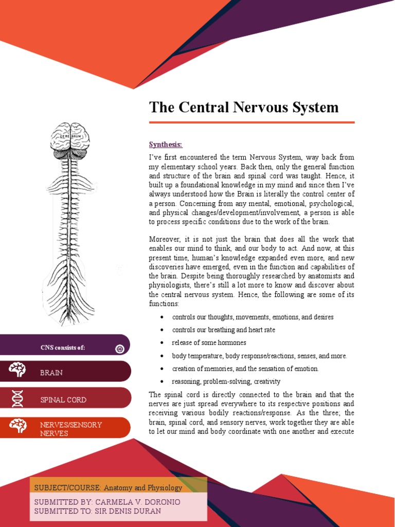The Central Nervous System | PDF | Central Nervous System | Nervous System