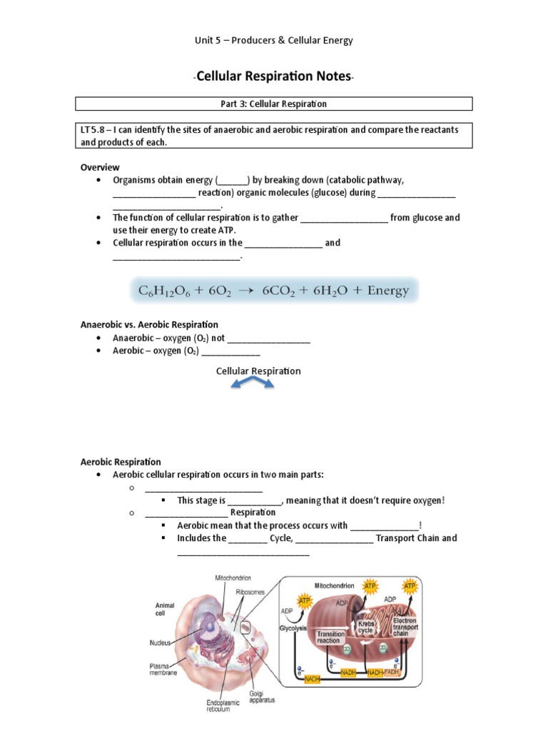 Cellular Respiration Overview and Processes | PDF