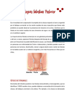 Patologías Intestino Posterior