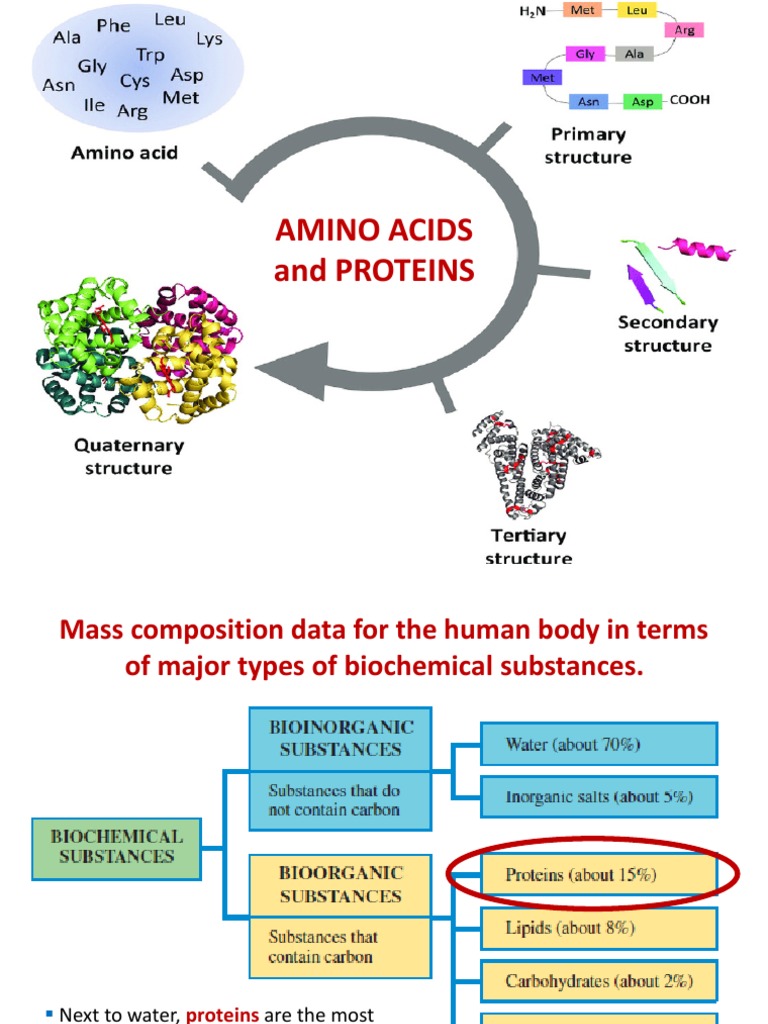 Amino Acids and Protein Functions | PDF | Protein Structure | Amino Acid