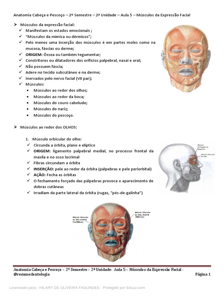 Anatomia Cabeca E Pescoco 2 Semestre 2 Unidade Aula 5 Musculos Da
