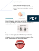 Partes Del Tracto Respiratorio Superior