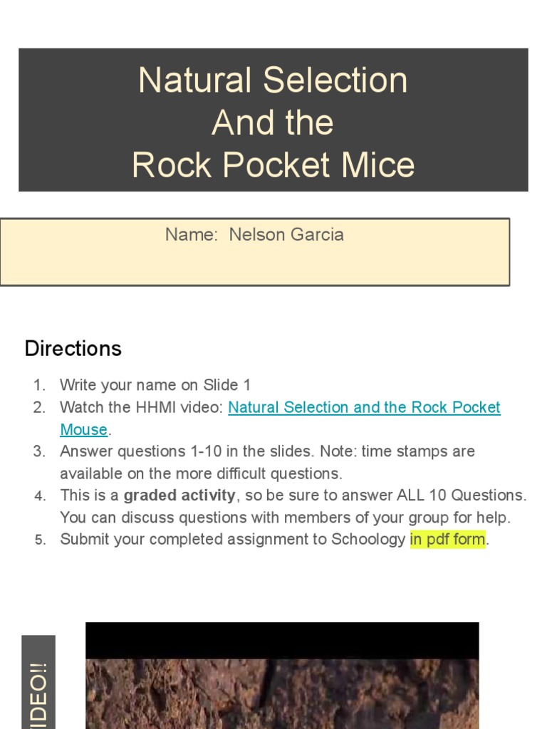Rock Pocket Mouse H PDF Mouse Evolution