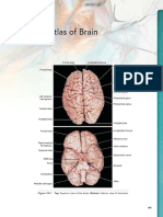 Color Atlas of Brain