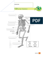 Worksheet 1.3 The Human Skeleton