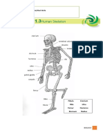 Ans 1.3 The Human Skeleton