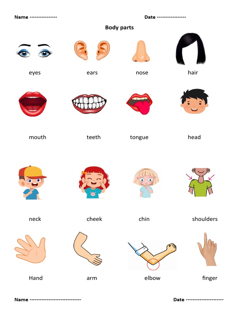 Body Parts PDF Anatomy Human Anatomy