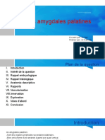 Amygdales Palatines