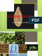 Spermatofita