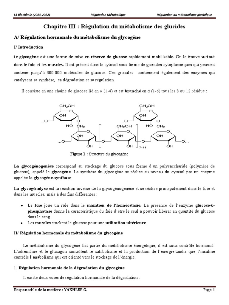 Régulation du métabolisme glucidique | PDF | Glycogène | Glycolyse