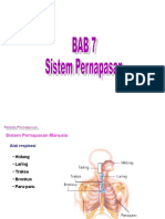 Bab 7 St. Pernapasan