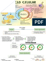 Ciclo Celular