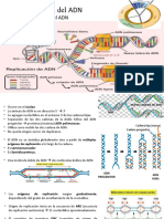 Replicación Del ADN