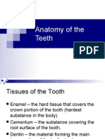 Anatomy of the Teeth