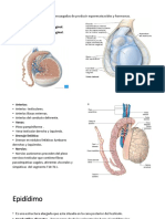 Epididimo y Testiculos.